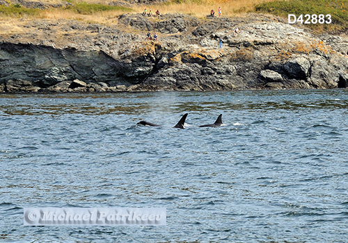 Killer Whale (Orcinus orca)